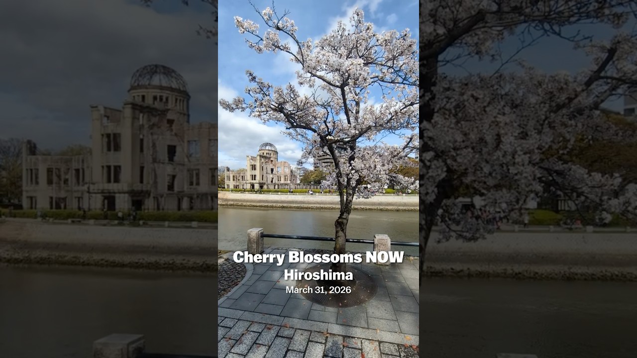 2026 Cherry blossom report - Hiroshima March 31