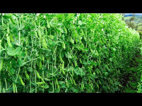 Natural green peas