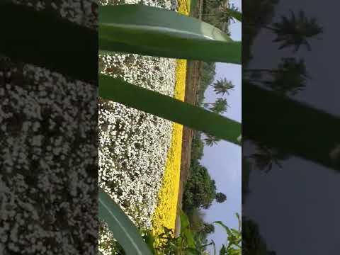 samanthi flower garden #samanthi #flower #garden #poo