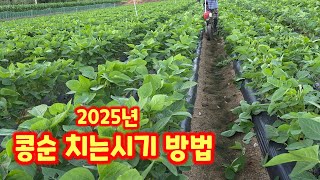 콩 순치기 콩순 치는 시기 방법 메주콩 충북 괴산 풀뿌리농장 [콩재배방법]