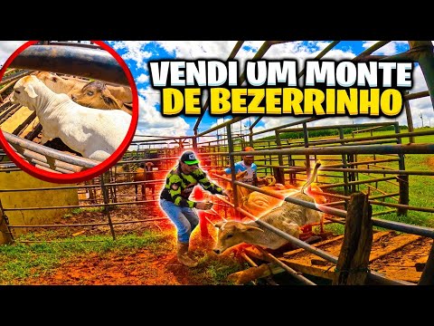 VOCÊ VENDERIA ESSAS BEZERRINHOS FOFINHOS?