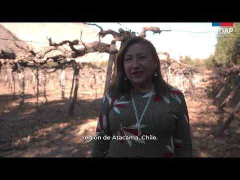 De Alto del Carmen a Japón: El pisco chileno que triunfó en la Expo Osaka 2025