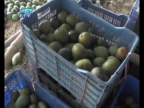 আমবাগান করে স্বচ্ছল হয়েছেন নড়াইলের লোহাগড়ায়  বর্গাচাষি বিল্লাল মীর