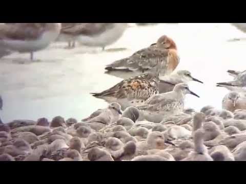 Watvögel (Limikolen)