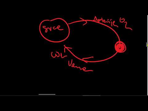 uvod u kardiovaskularni sustav struktura žila