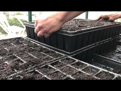 Så kål i pluggbrätten i dagens Odlingsdagboken