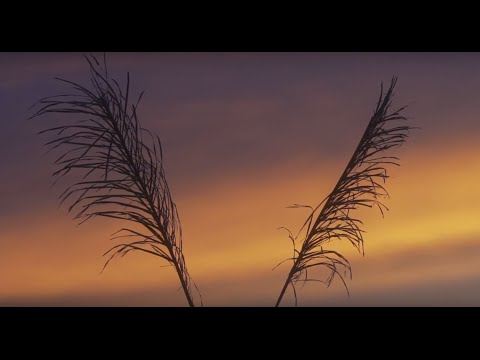 POMMEZ INTERNACIONAL - AMOR HIERRO ft. Denise Gutiérrez (Lyric Video)