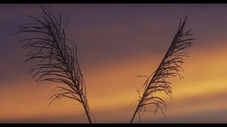 POMMEZ INTERNACIONAL - AMOR HIERRO ft. Denise Gutiérrez (Lyric Video)