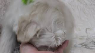 ハーフ犬の動画01