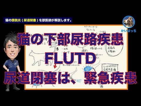 猫のFLUTD - 症状と治療