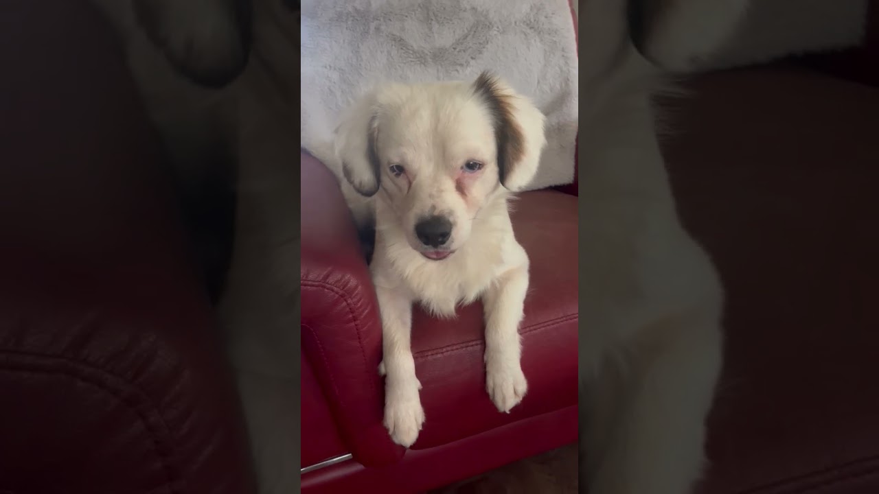 Enlarge Blue is in Seattle!, a ADOPTABLE mixed breed in Redmond, WA video 5/5