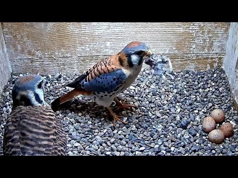 Wisconsin Kestrel | Dad bring prey for Mom after she laid 4th egg | April 23, 2022