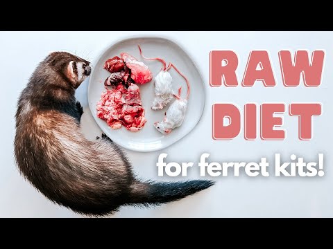 , title : 'How To Start Raw Feeding Your Baby Ferret'