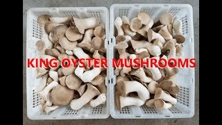 This Is How I Grow King Oyster Mushrooms | Advanced Growing Strategies and Tips For Mushroom Farmers