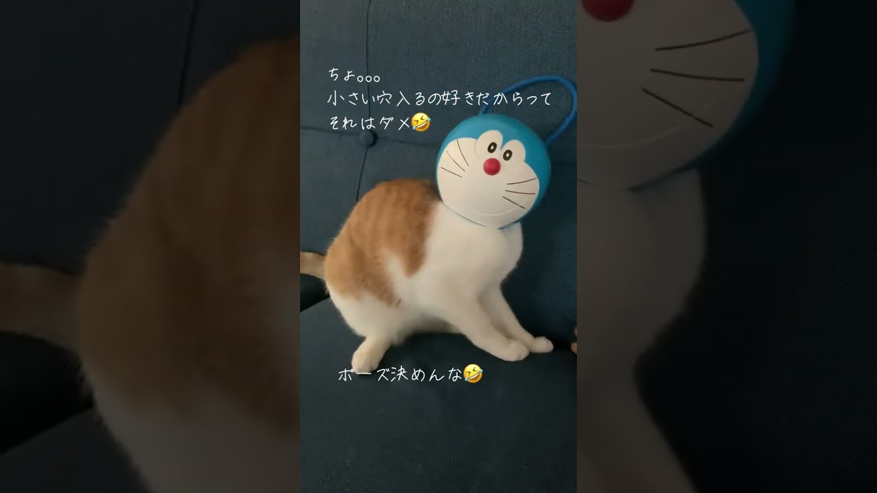 ドラえもんになった猫