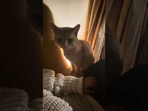 🐾 FROM SHELTER TO SOFA: This is why we rescue! 🧡