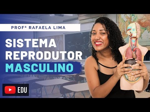 Male Reproductive System Class