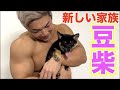 【ご報告】豆柴飼います!我が家に大切な家族が増えました!!!