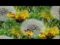 футаж Запах весны 