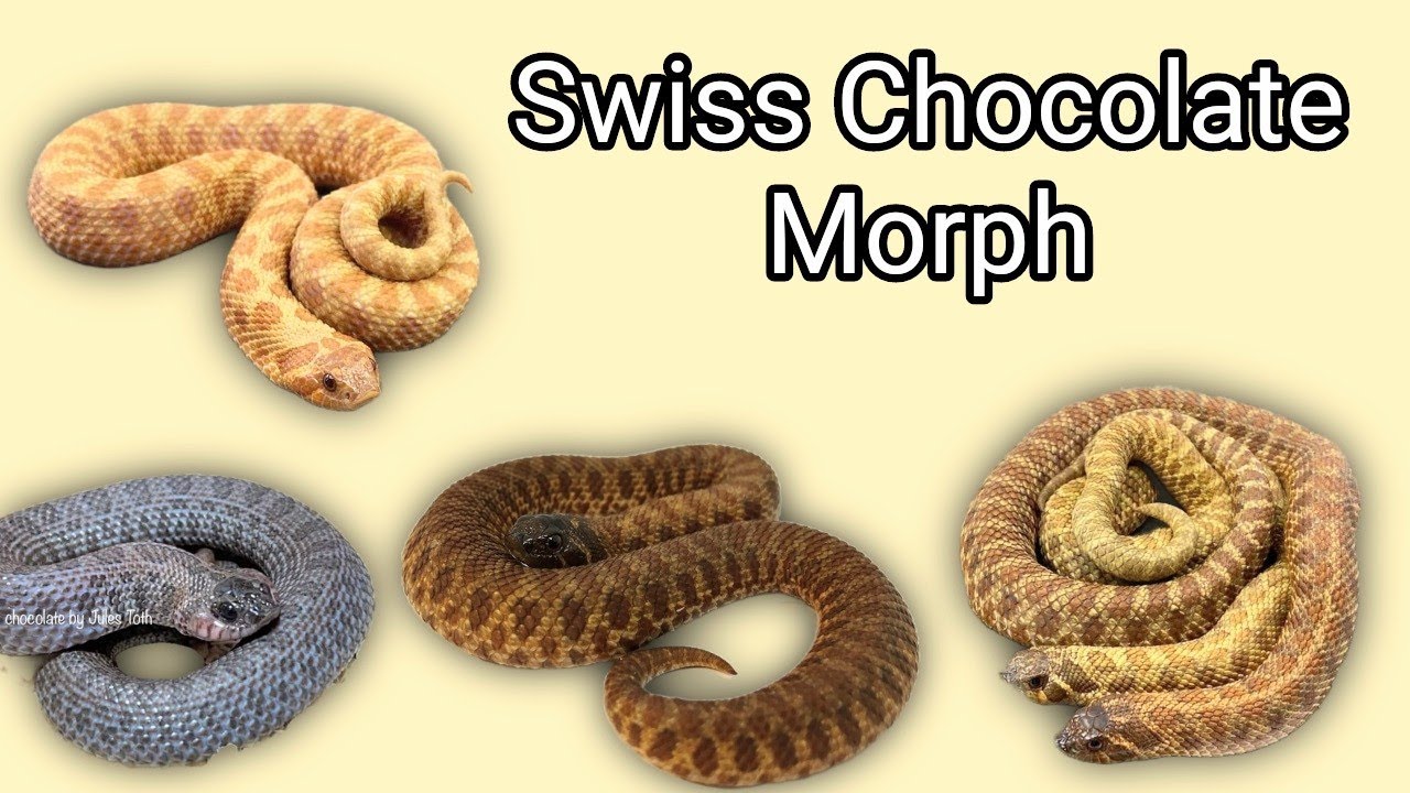 Swiss Chocolate Morph and Gene Combinations in Hognose Snakes