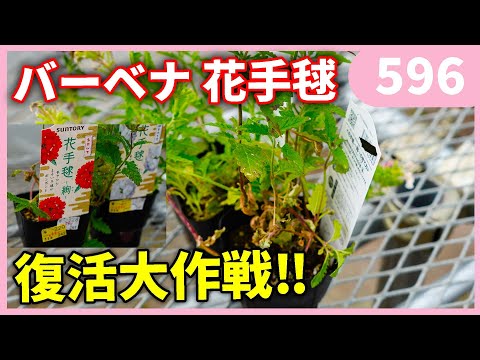 園芸 ブエノスアイレス産のバーベナ