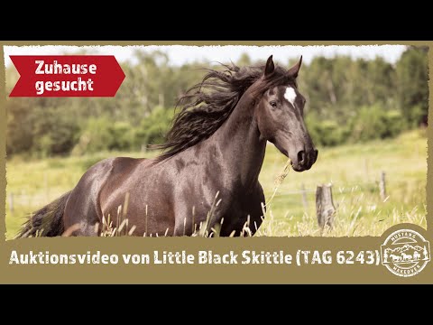 Auktionsvideo von Little Black Skittle