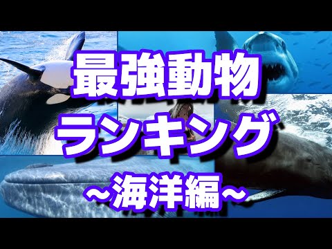 先史時代の海洋動物 - 珍品と画像 - メガロドンまたはメガロドン