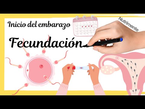 La FECUNDACIÓN - Se Forma el Cigoto. ¿Cómo se produce un embarazo?