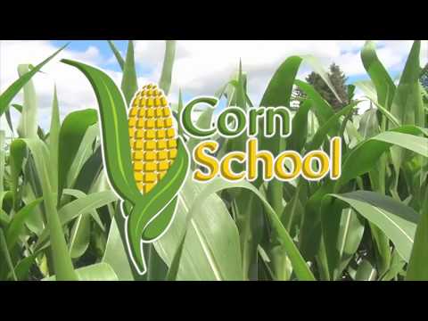 Corn School: Planting Depth