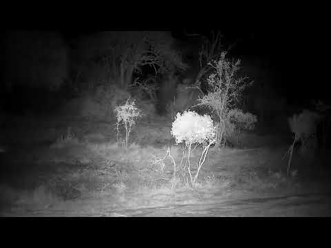 Djuma: Hippo arrives at the dam - 23:20 - 09/12/21