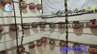 Buggies ki breeding lene se pehle kya karna chahiye?🐦#ABC pets #breeding