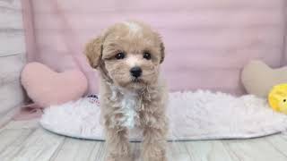 ハーフ犬の動画01