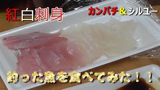 【紅白刺身】釣った魚を食べてみたら驚く結果に・・・