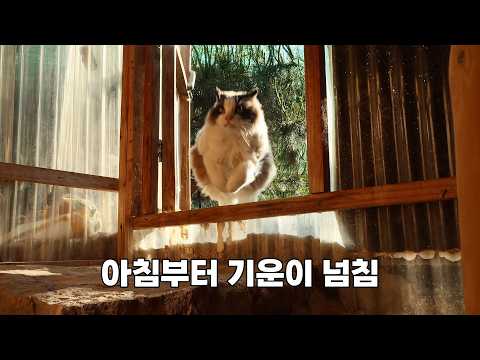 늘 기운이 없었던 여름이가 달라졌어요.