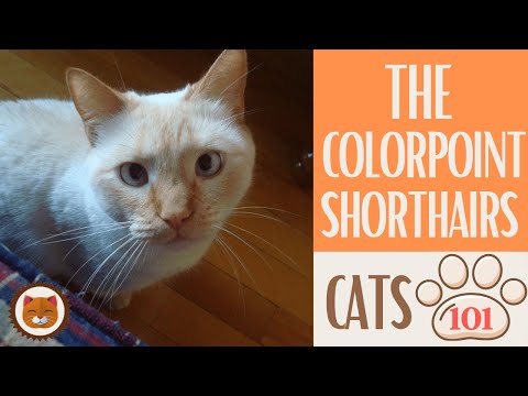 🐱 Cats 101 🐱 COLORPOINT SHORTHAIRS  - Top Cat Facts about the COLORPOINT