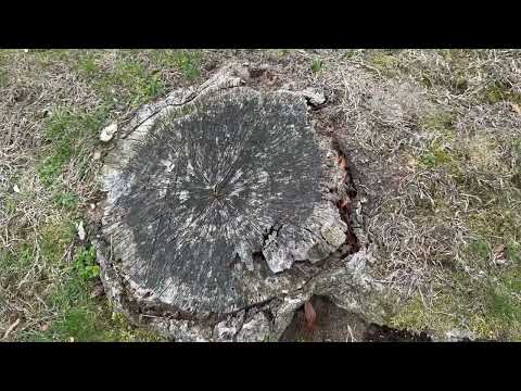 Subterranean Termites Found a Few Feet From the Home in Morganville, NJ