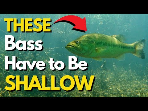 These Factors Drive Bass Shallow All Summer | Summer Bass Fishing Tips