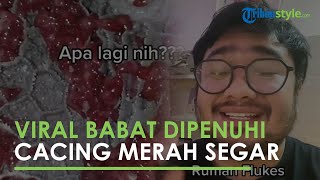 Viral Video Babat Sapi Dipenuhi Cacing Berwana Merah Segar, Chef Nausa Berikan Penjelasan