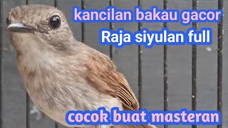 Download lagu KANCILAN BAKAU SIRAJA SIYULAN GACOR FULL mp3