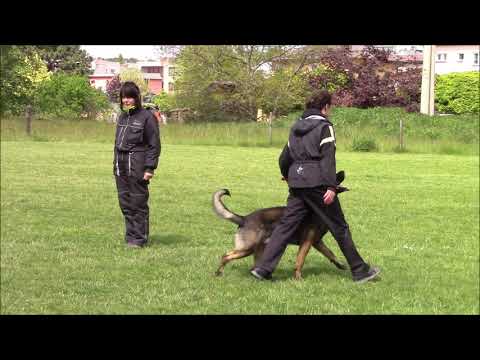 Jaggo Leryka  - obedience - 5/2020