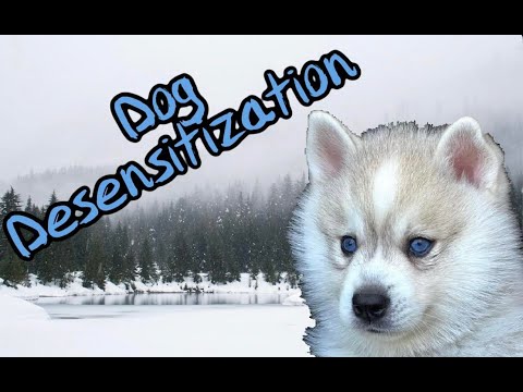 Dog Desensitization -Thunderstorm and Dirt bikes!