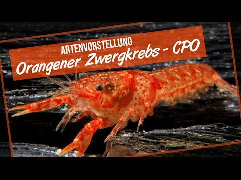 Orange dwarf crayfish / CPO - Species introduction