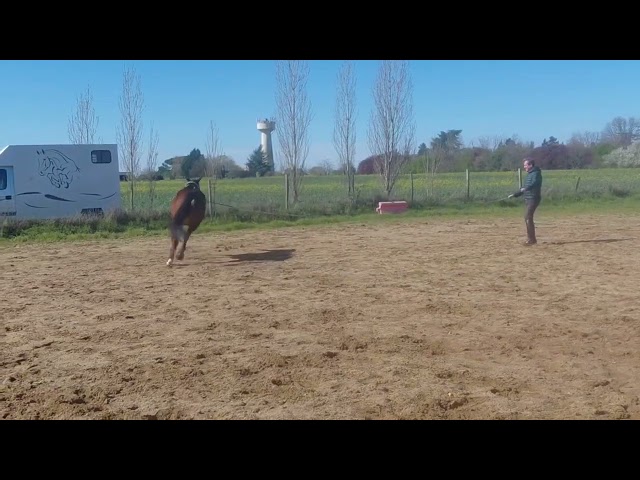 Castrone Anglo-Arabo In vendita 2022 Baio