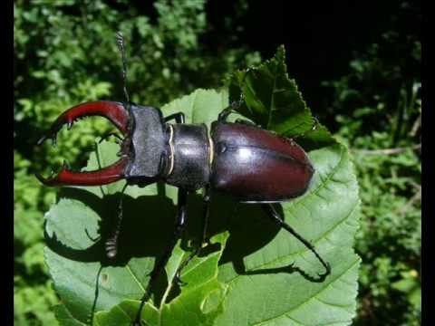 Rovarok paraziták bois - Tartalomjegyzék