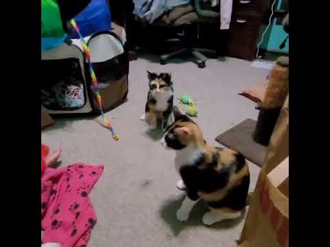 BANDIT and SHADOW - ADOPTION FEE WAIVED!!, an adopted Calico in Lincoln, NE_image-1