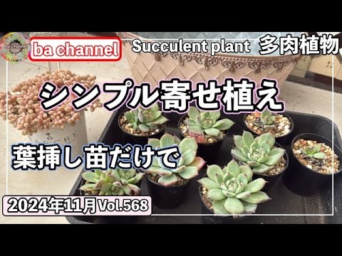 ブーゲンビリアの枝を鉢植えや地植えで育てる挿し木を入手するにはどうすればよいですか？  庭園