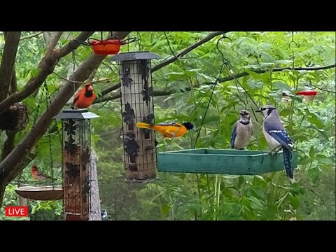 🔴LIVE - Cozy Sunny Day Birds - Blue Jays, Cardinals, Doves, Woodpeckers and more!