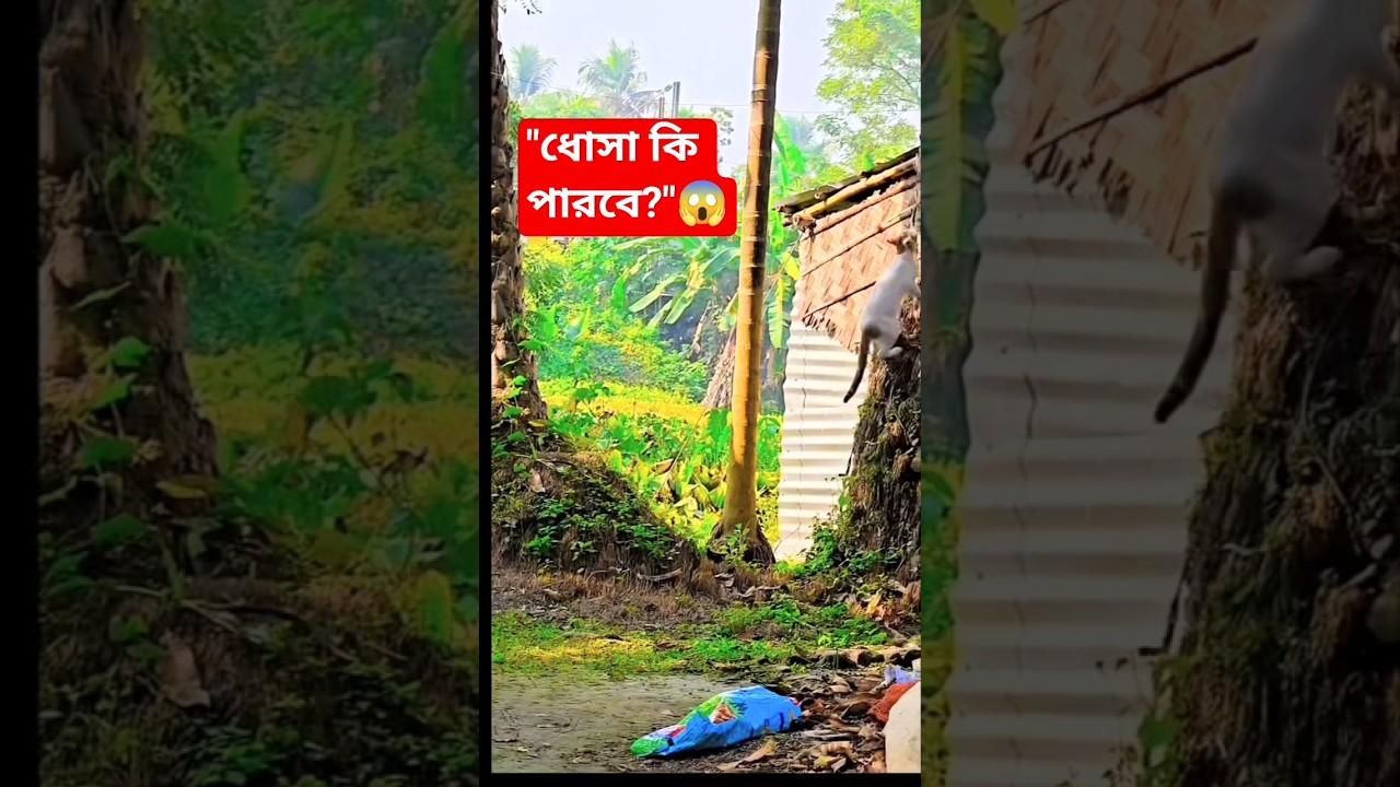 ধোসা কি পারবে খেজুর গাছের মাথায় উঠতে? 🤔🐈 #ShortsVideo #CatAction #DhosaTheCat #viral