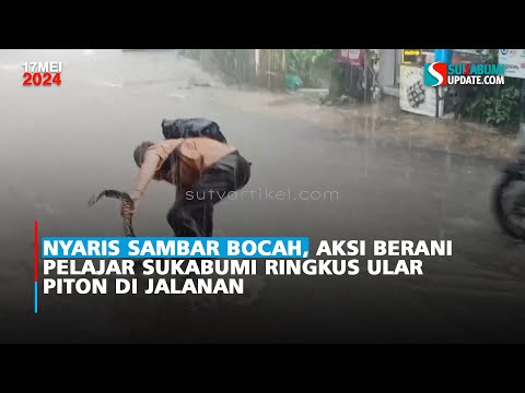 Nyaris Sambar Bocah, Aksi Berani Pelajar Sukabumi Ringkus Ular Piton di Jalanan