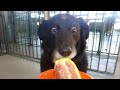 Dogs Being Over Drama Queens For Food Funniest DOG Videos 2025